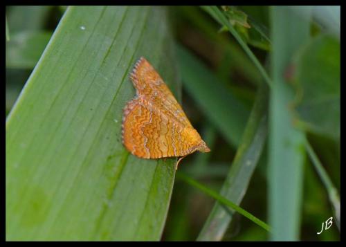 Camptogramma bilineata